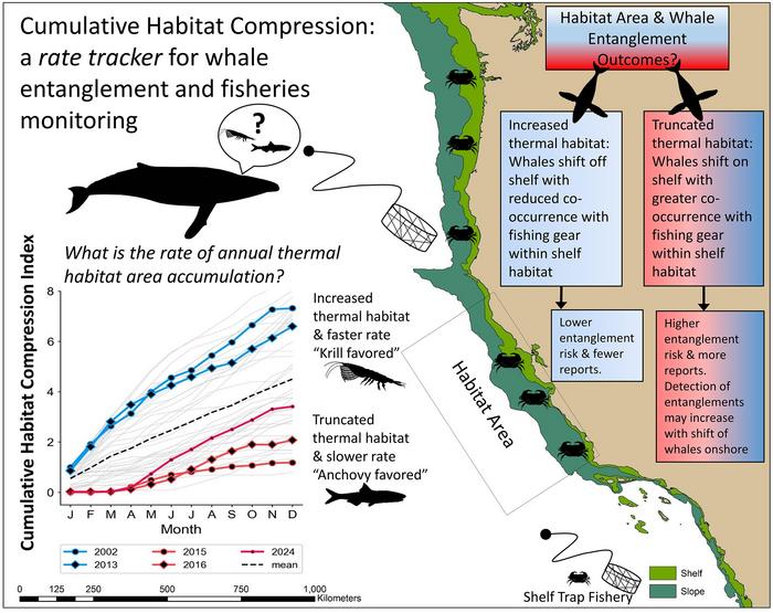 Risk of whale entanglement in fishing gear tied to size of cool-water habitat