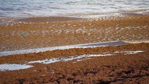 Sargassum Surge