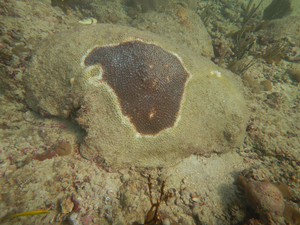 Diseased great star coral colony