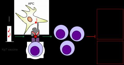 Vaccination of the Immune System