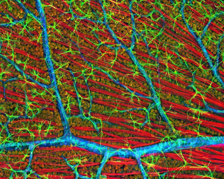 Optical Layer, Mouse Retina, National Center for Microscopy, UC San Diego