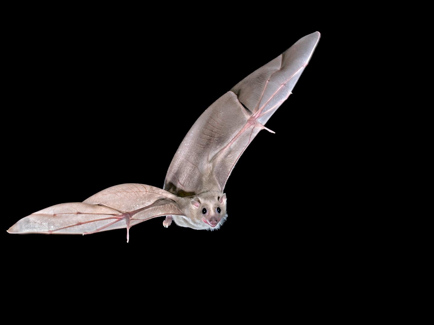 How Navigational Goals Are Represented in the Bat Brain (1 of 2)