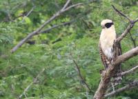 Laughing Falcon, Costa Rica