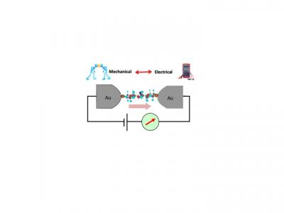 Molecule Attached to Gold Electrodes