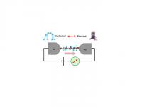 Molecule Attached to Gold Electrodes