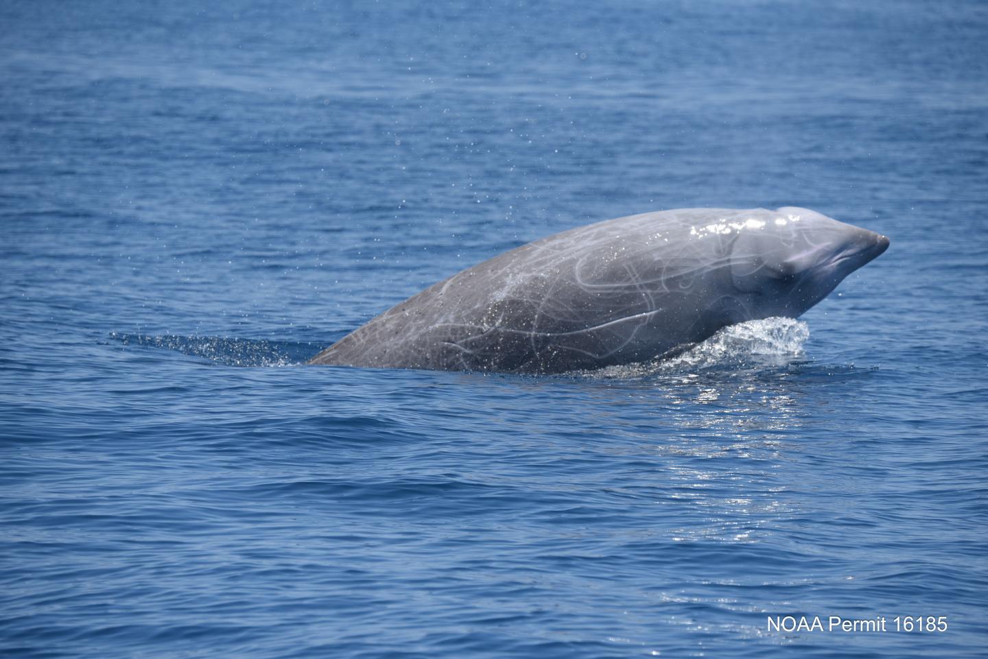Cuvier's Beaked Whale