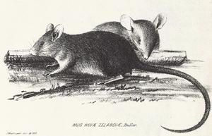 Illustration of Polynesian Rat