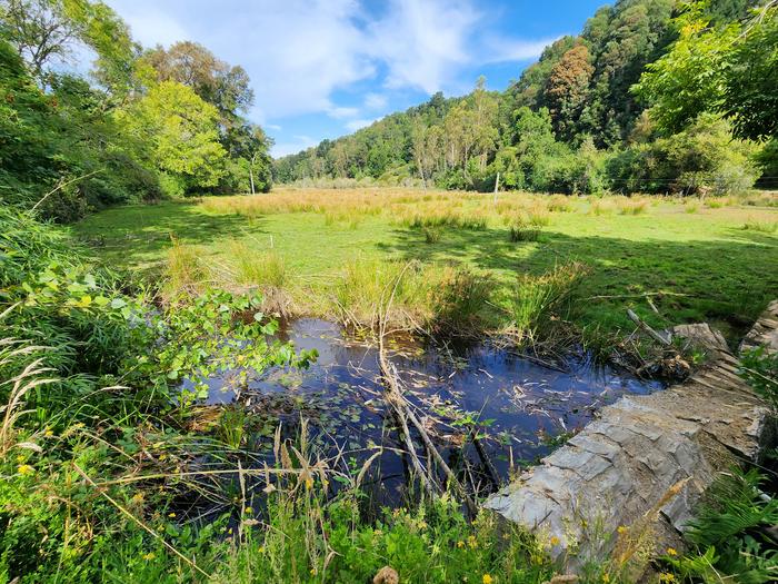 A wetland in Valdivia, Chile