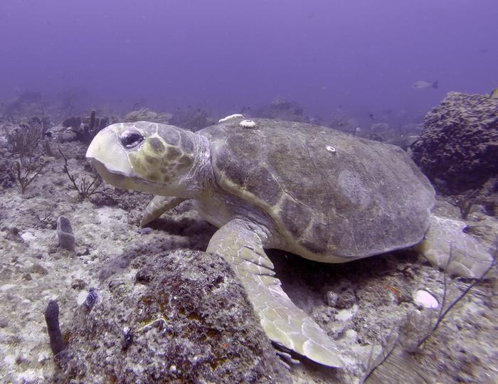Loggerhead Sea Turtle