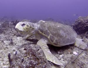 Loggerhead Sea Turtle