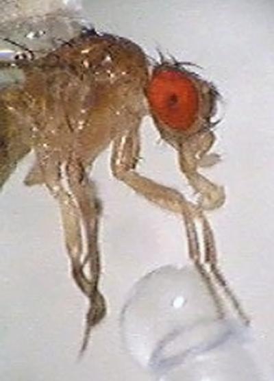 Fruit Fly Tastes Sweet Sugar Water