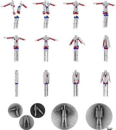 DNA Nanorobot