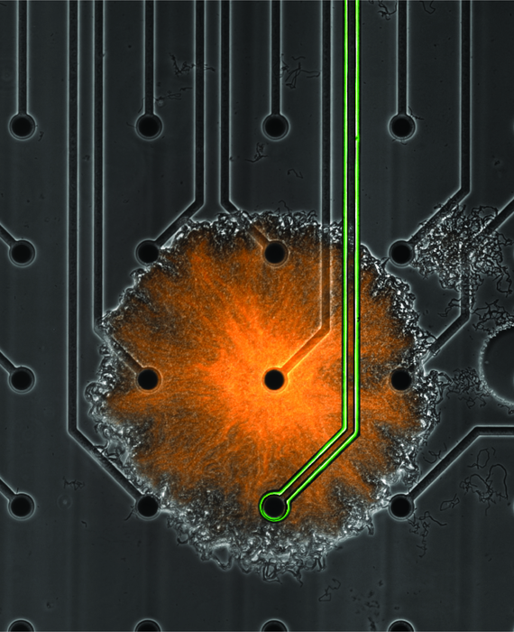 Biofilm on microelectrode array