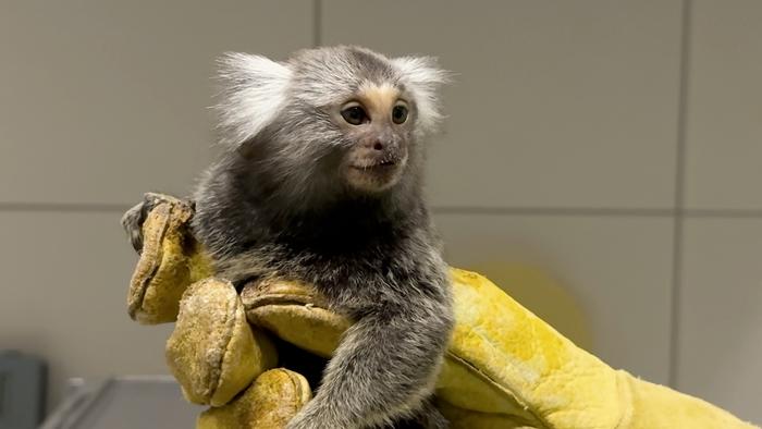 Myrabello, a genetically modified marmoset.