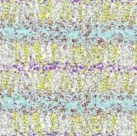 Closer Look at Cell Membrane Shows Cholesterol 'Keeping Order' (2 of 2)