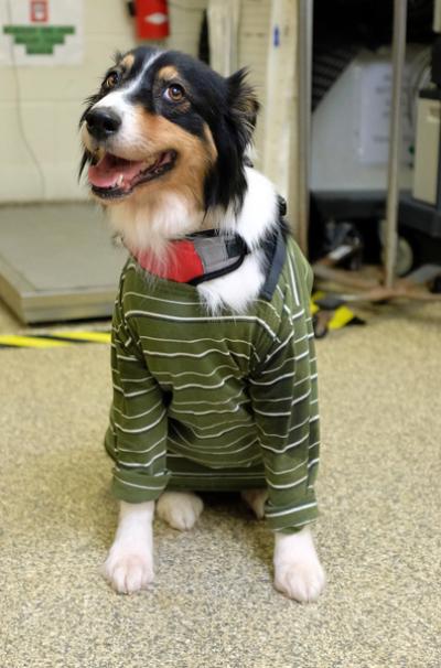 Dog's Recovery at Tufts Highlights Need for Genetic Testing, Owner Vigilance