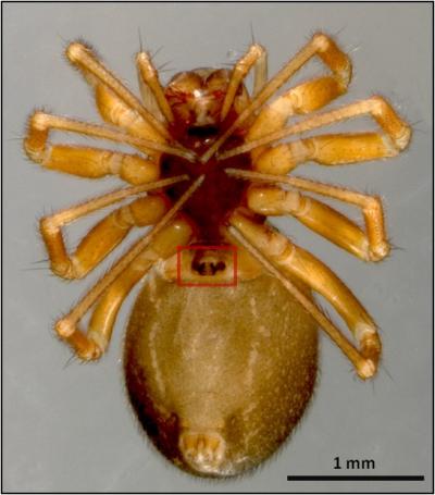 Male Dwarf Spiders Make Sure Offspring Is Their Own