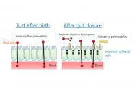 Figure 2: Permeability of Oxytocin from the Gut to the Blood