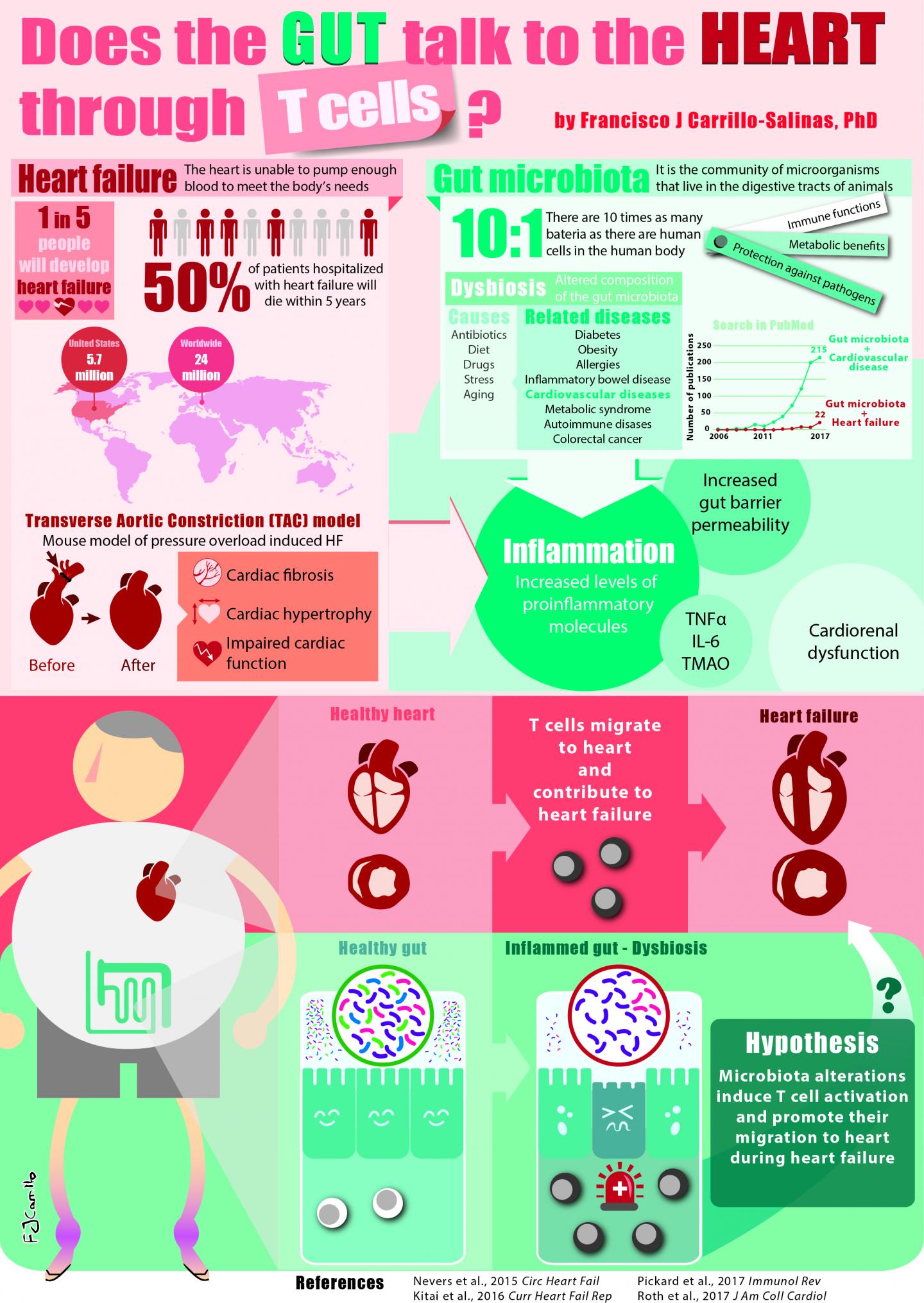 Wiping Out the Gut Microbiome Could Help with Heart Failure