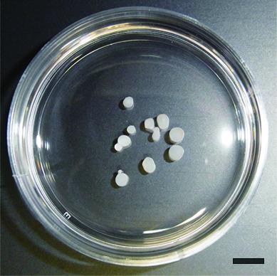 Chondrocytes Particles