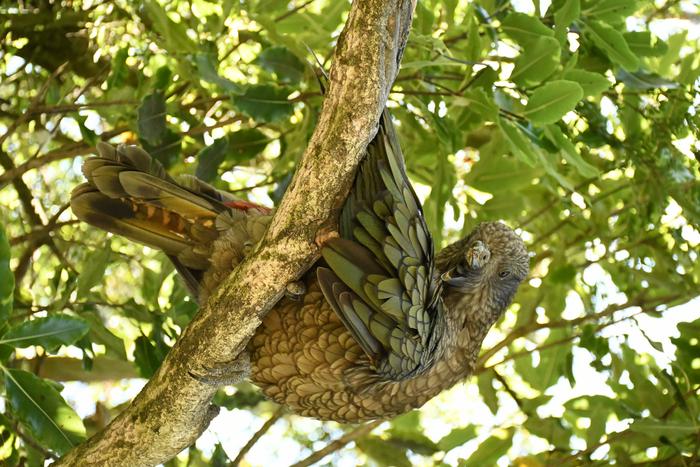 Bruce perched in a tree on one leg preening himself
