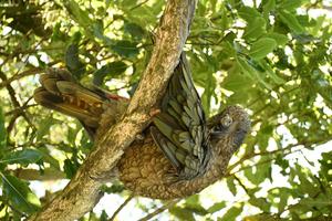 Bruce perched in a tree on one leg preening himself