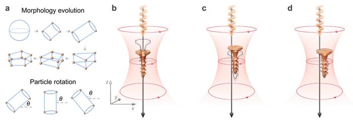 Figure 1| Morphology- and rotation-dependent optical torques.