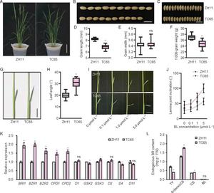 Fig. 2. Development and characterization of d61 hypomorphic alleles in the Zhonghua 11 (ZH11) background