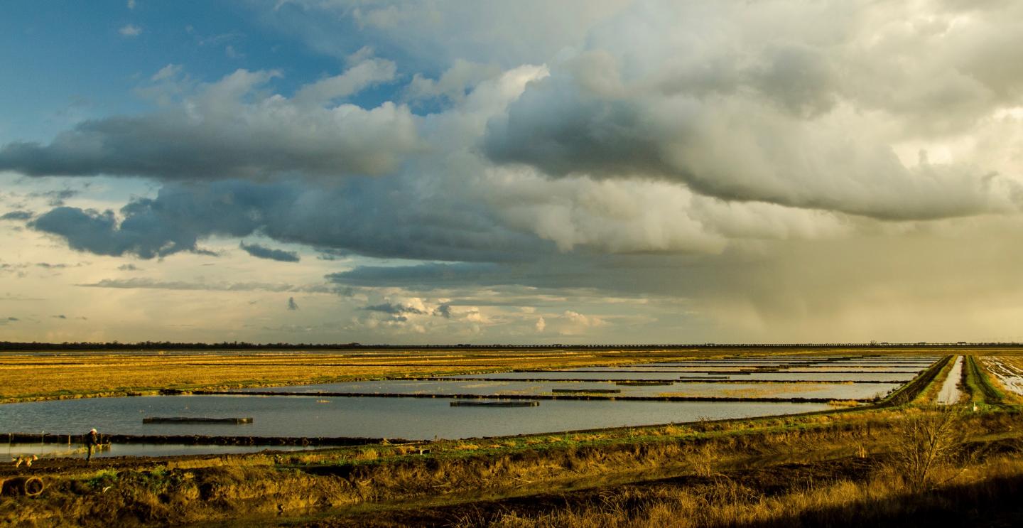 Yolo Bypass Rice Fields As Floodplain