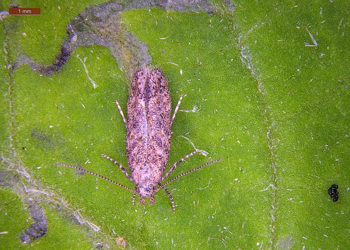 Molecular architecture determines tomato plant resistance to its main pest