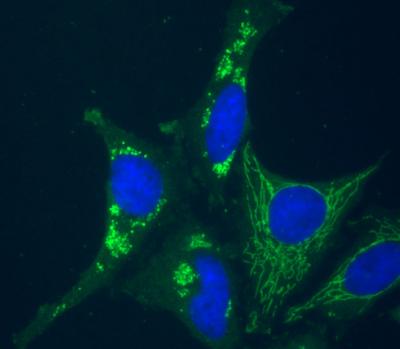 Cells