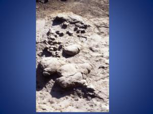 Bones in situ unprepared