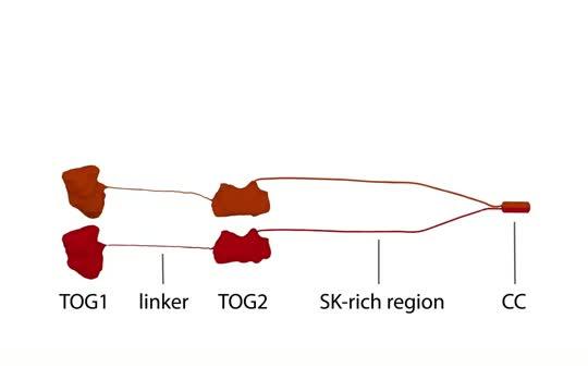 Visualizing 'Unfurling' Microtubule Growth