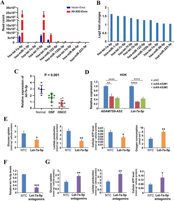 Let-7a-5p suppresses the Warburg effect in oral squamous cell carcinoma cells.