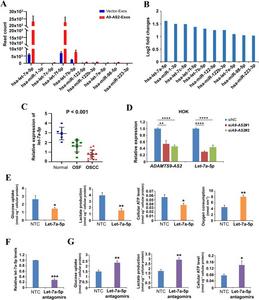 Let-7a-5p suppresses the Warburg effect in oral squamous cell carcinoma cells.