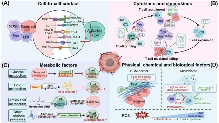 T-Cell Plasticity and Tumor Microenvironment Interactions