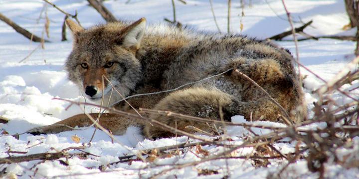 Urban Coyotes