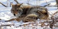 Urban Coyotes