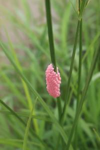 Apple snail egg masses