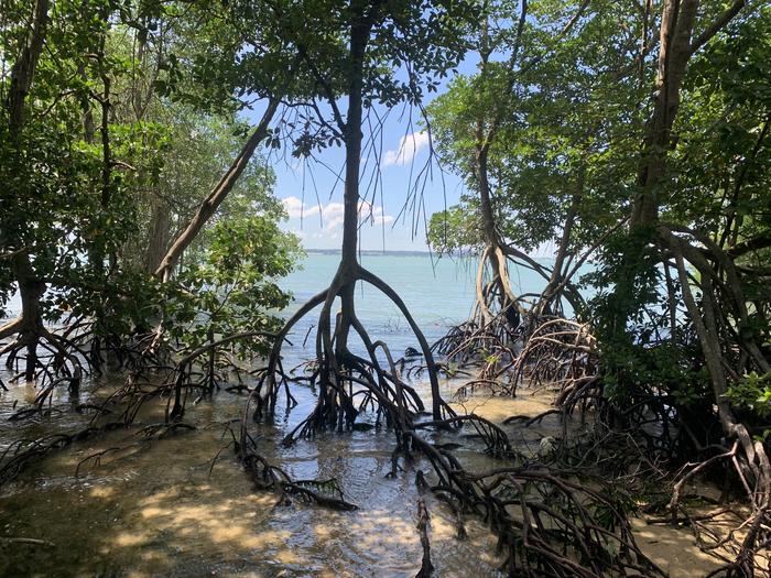 Global mangrove forests rebound, offering hopeful sign for climate and coastal resilience