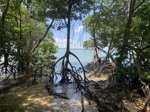 Global mangrove forests rebound, offering hopeful sign for climate and coastal resilience