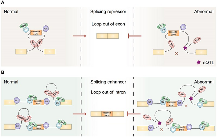 PTBP1-associated RNA loops in splicing regulation and tumor cell growth