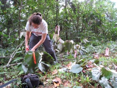 Measuring Trees in the Rainforest