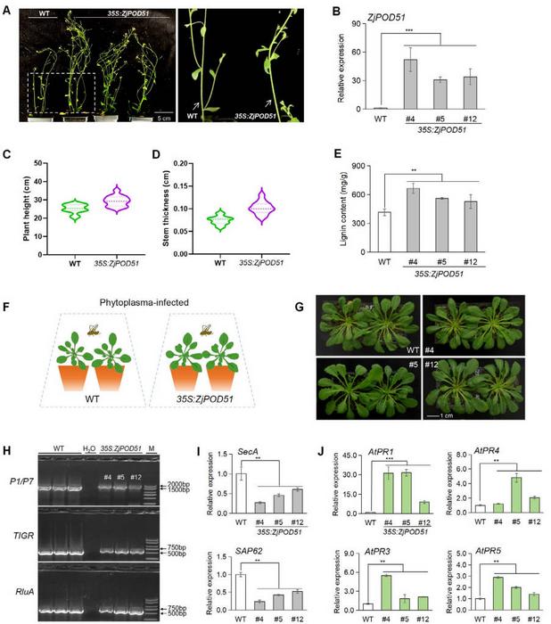 Overexpression of ZjPOD51 in Arabidopsis improved the lignin synthesis and defense response against phytoplasma.