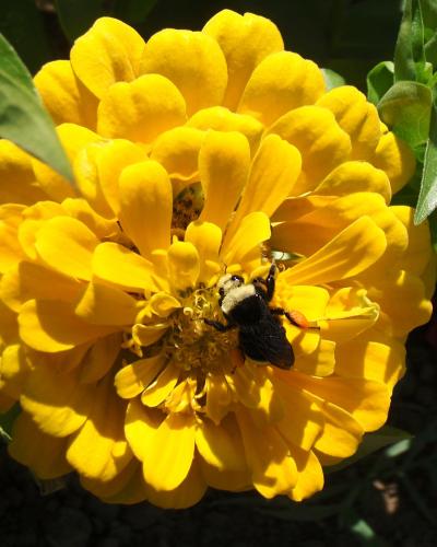 <i>Bombus vosnesenskii</i>
