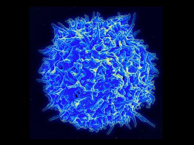 T-Helper Cell