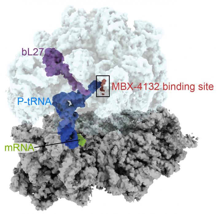 Antibiotic compound bound to gonorrhea bacteria ribosome