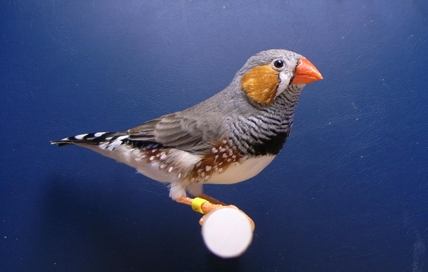 The Zebra Finch Used in the Study