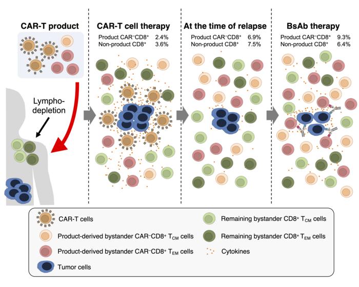 The roles of CAR-T product-derived bystander T cells for BsAb therapy