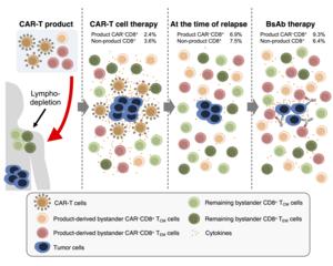 The roles of CAR-T product-derived bystander T cells for BsAb therapy